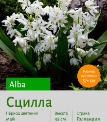 Хионодокса (Chionodoxa) Rosea